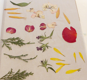 flowers dried flat with parchment paper