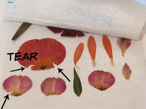 dried flowers on contact paper