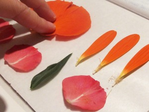 placing flower petals onto contact paper