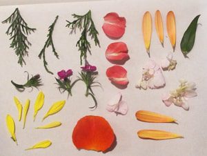 Flower Petals on Parchment