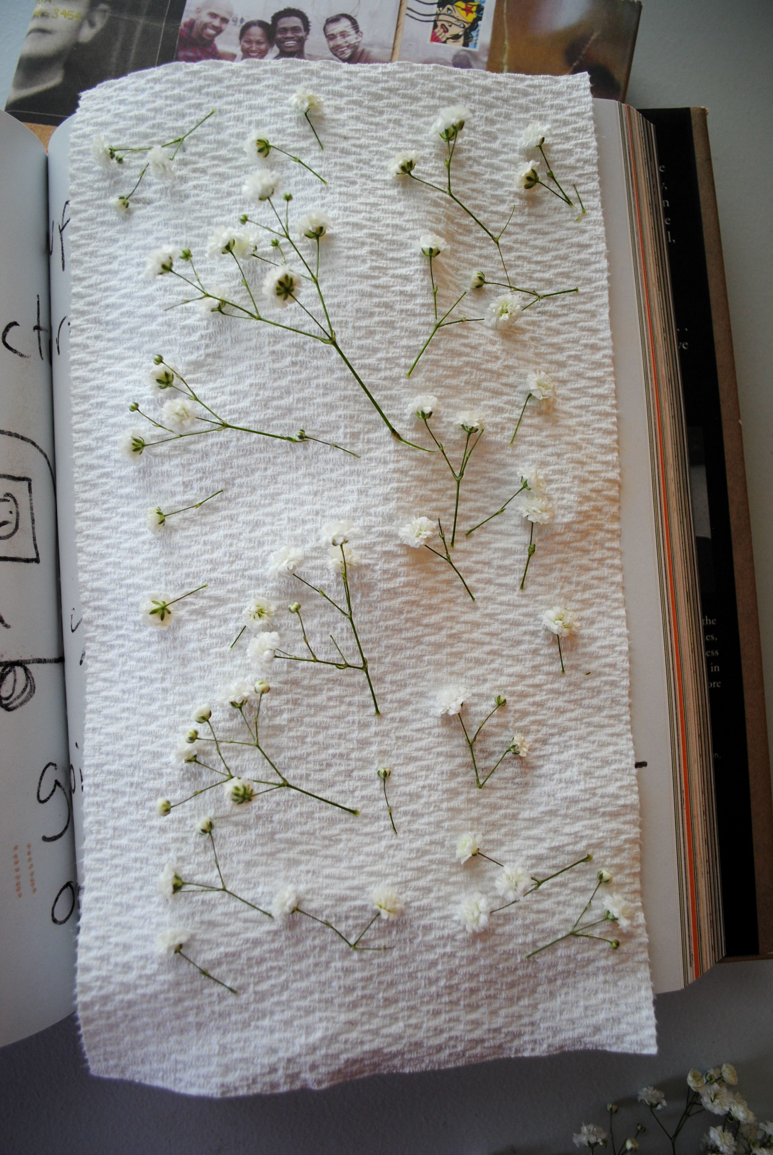 baby's breath on a paper towel in a book