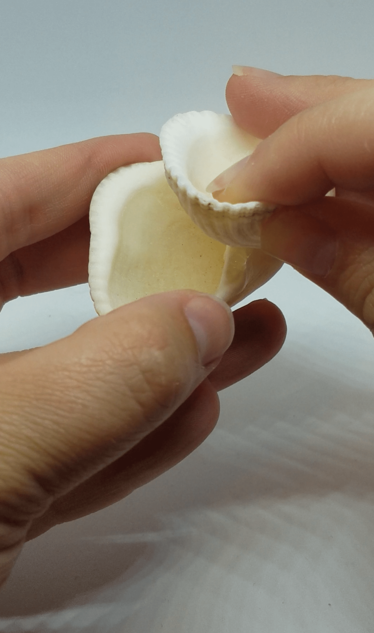 gluing shells