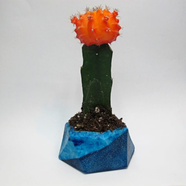 cactus in resin planter