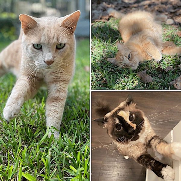 national cat day