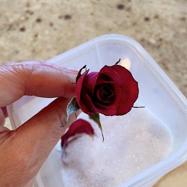 How Do You Preserve Flowers? Beginner flower preservation kit in 2023