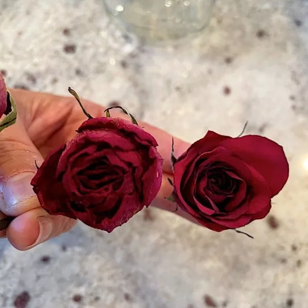 comparing dried roses