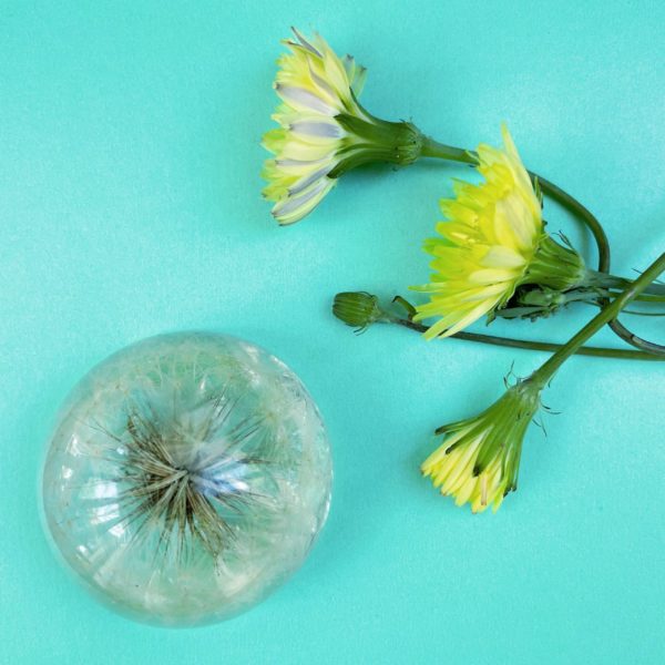 dandelion desk paperweight