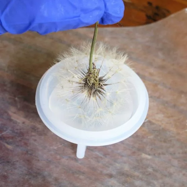 pushing dandelion into resin