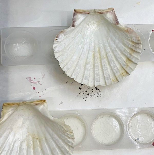 seashells set for resin