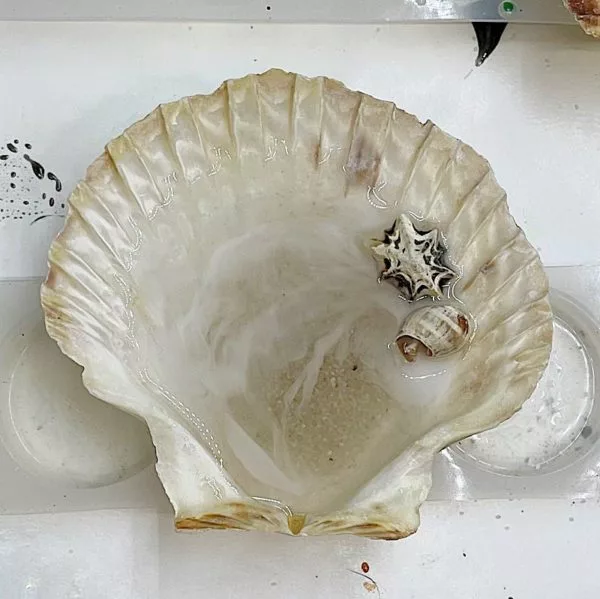 resin shell for a trinket dish