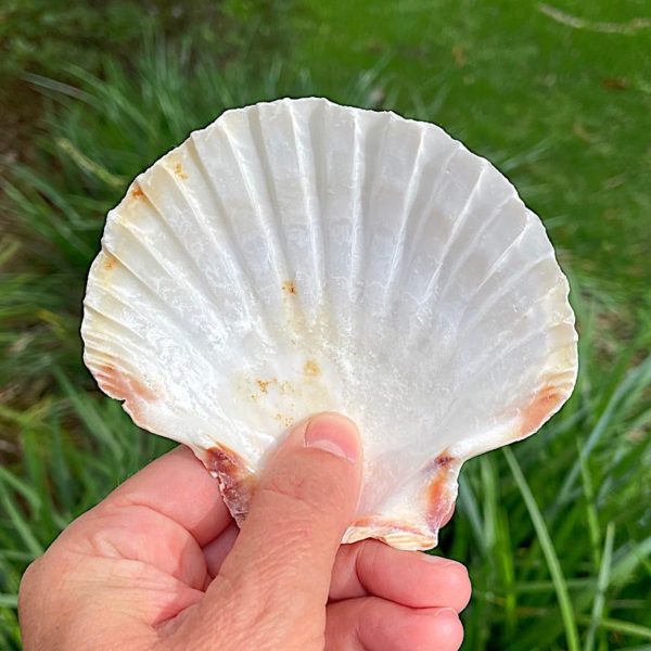 scallop shell