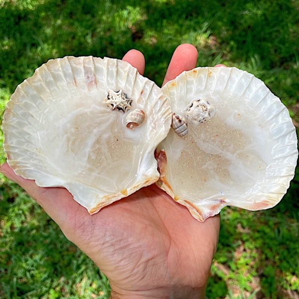 shell trinket dishes made with epoxy resin