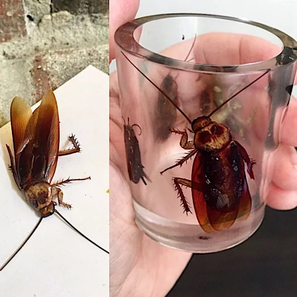 cockroach in resin