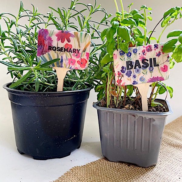 herbs with DIY flower pot stakes