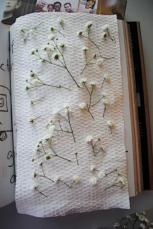 flowers on paper towel